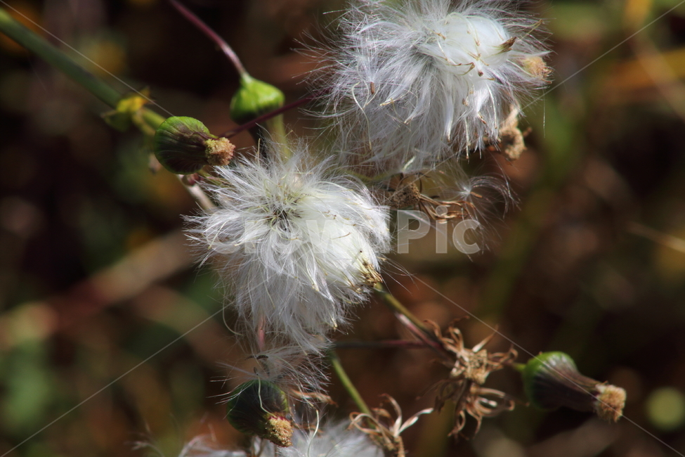 홀씨,씨앗,번식,식물,seed,식물,자연,plants,nature
