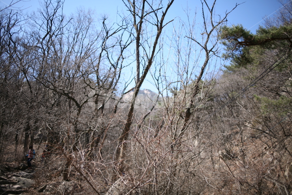 나무,식물,북한산,산,mountain,tree