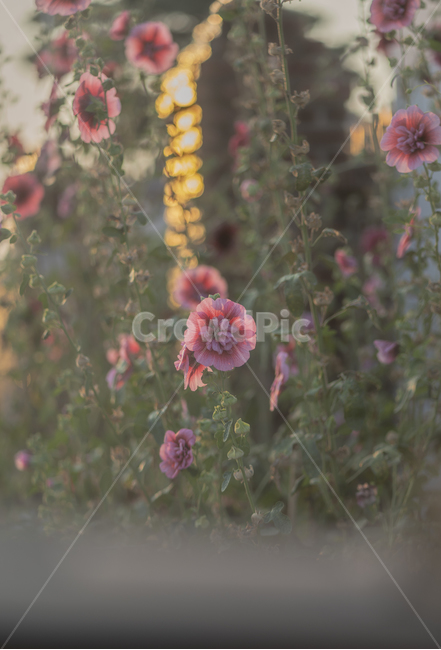꽃,자연,풍경,들꽃,감성,분위기,여름,식물,자연,plants,nature,꽃,flower