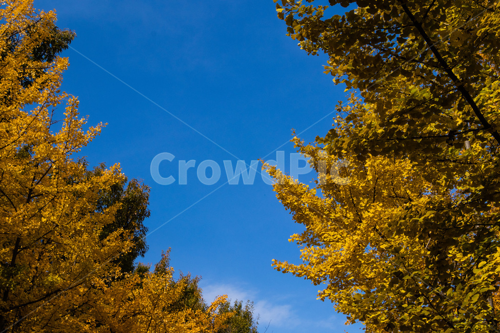 은행,은행잎,은행나무,은행나무잎,은행숲,은행나무숲,가을,계절,fall,autumn,season,자연,풍경,nature,landscape,tree,나무,plant,식물