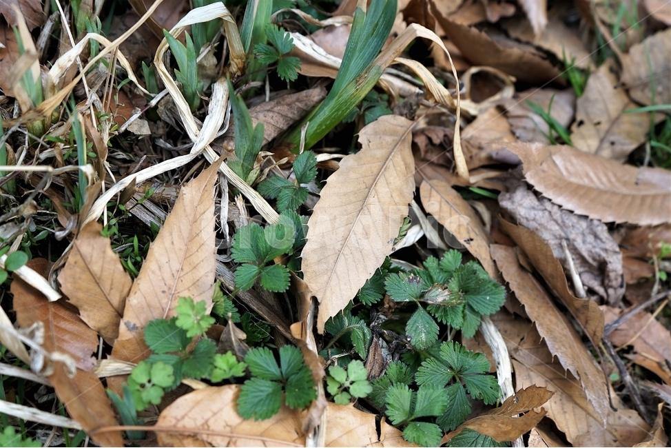 뱀딸기,자연,이파리,녹색,indianmockstrawberry,nature,green,낙엽,식물,자연,plants,nature
