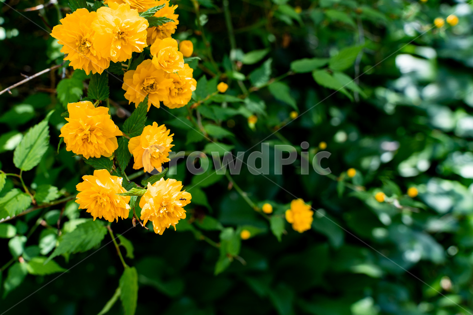 식물,꽃,죽단화,겹황매화,자연,nature,flower