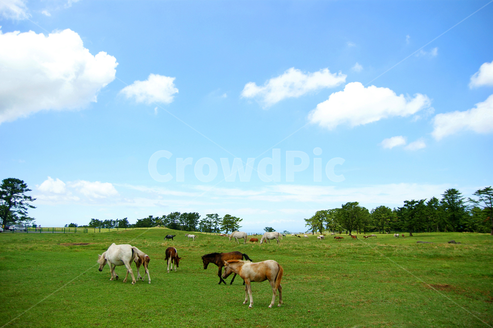 제주도,풍경,말,풀,목장,하늘,자연,풀뜯다,관광,제주마,여행,grassland,field,horse,landscape,풍경배경,배경,제주도배경,동물,animal,포유류,mammal,목축업,목장,livestock farming,ranching,pasture