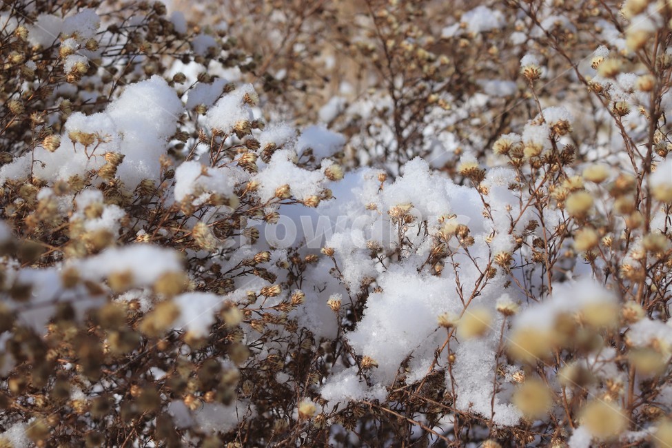 자연,nature,outdoors,ice,snow,눈,겨울,한국자연경관,1월,2월,하천,winter