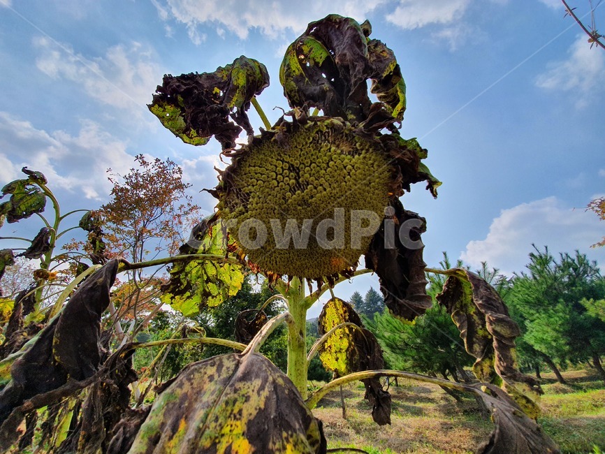 plant,식물,해바라기,sunflower,죽음,하늘,맑음,여름,구름