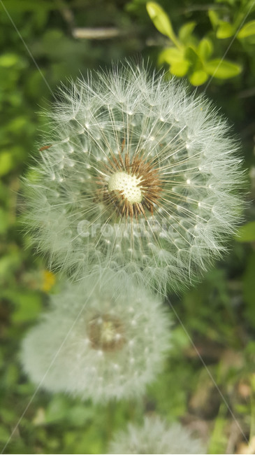 plant,식물,blossom,flower,꽃,dandelion,민들레