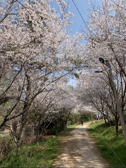 벚꽃,벚꽃거리,봄,스프링,산길,벚꽃엔딩
