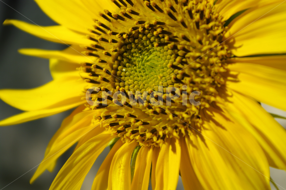 해바라기,꾳,식물,flower,plant,식물,자연,plants,nature,꽃,flower