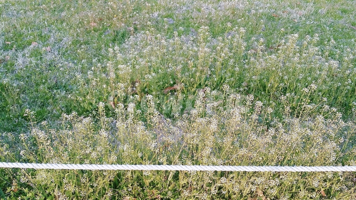 들꽃,풀꽃,꽃,들판,잡초,줄,밧줄,올림픽공원,공원,산책,식물,자연,plants,nature,꽃,flower