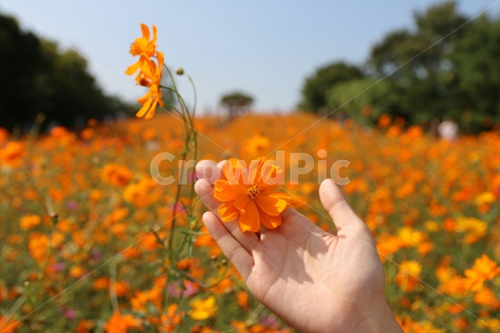 올림픽공원,코스모스,꽃,손,노란코스모스,계절,fall,식물,자연,flower,가을,autumn,nature,가을,계절,fall,autumn,season,식물,자연,plants,nature,꽃,flower,사람,인물,인간,human,person,신체일부,몸,body,plant