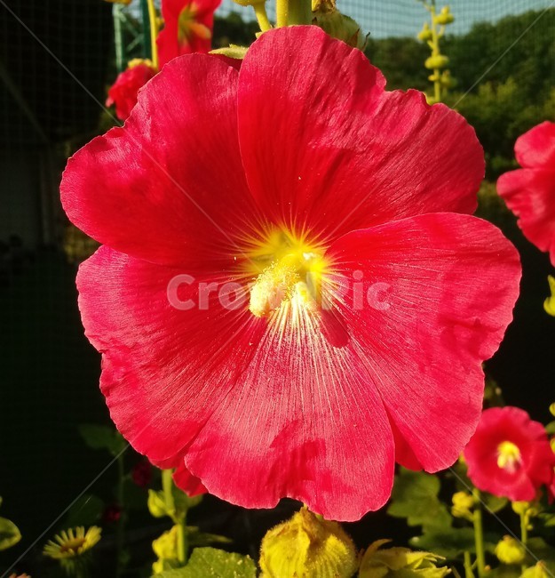 접시꽃,hollyhock,촉규화,덕두화,접중화,촉계화,단오금,황촉화,아욱과