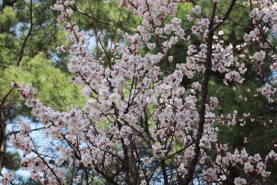 벚꽃,나무,꽃,봄,자연,봄,계절,spring,season,식물,자연,plants,nature,꽃,flower,plant,blossom,cherry blossom