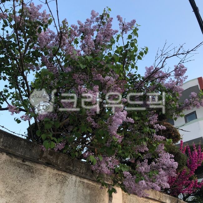 라일락,담벼락,꽃,연보라,보라꽃,나무,향기,식물