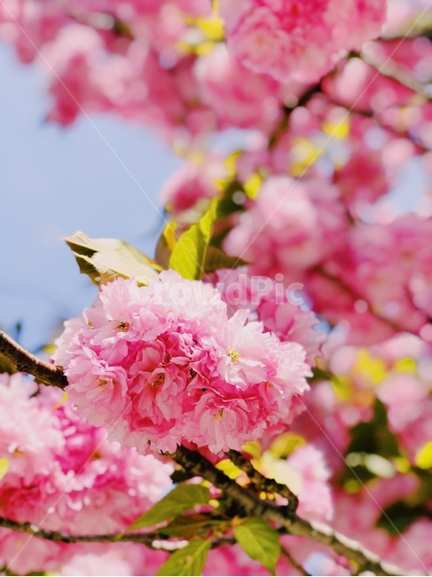 plant,식물,flower,blossom,꽃,cherryblossoms,벚꽃,겹볒꽃,봄,계절,spring,season