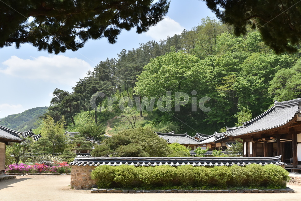 고택,건축물,건축,건물,송소고택,풍경,전통,기와집,기와,조선시대,traditional,house,oldhouse,garden,정원,목조건물,한국전통,한국문화,korean traditional,korean culture,건축물,건물외관,exterior,building,structure,architecture,construction