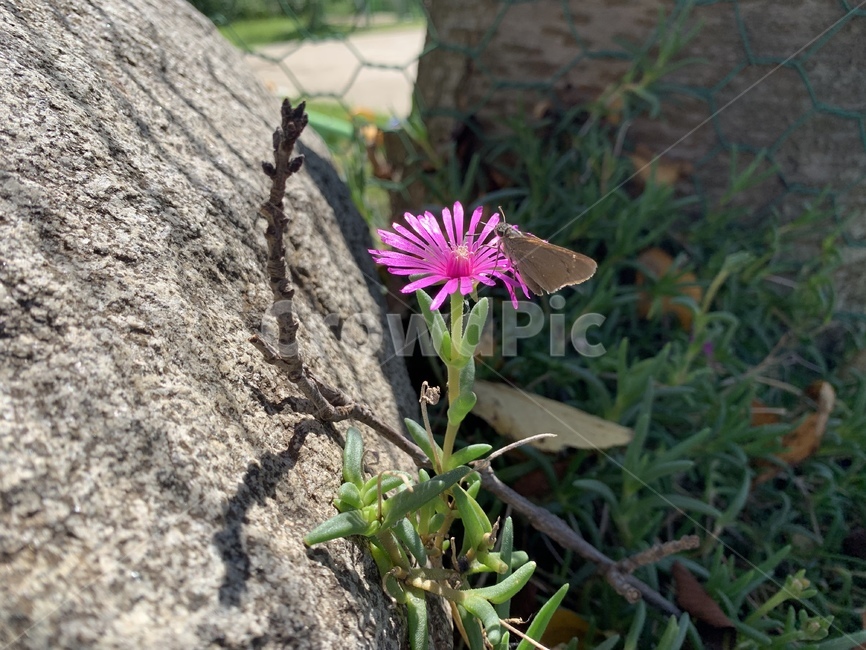 plant,식물,나비,들꽃,꽃,보라색꽃,자연물,flower,butterfly
