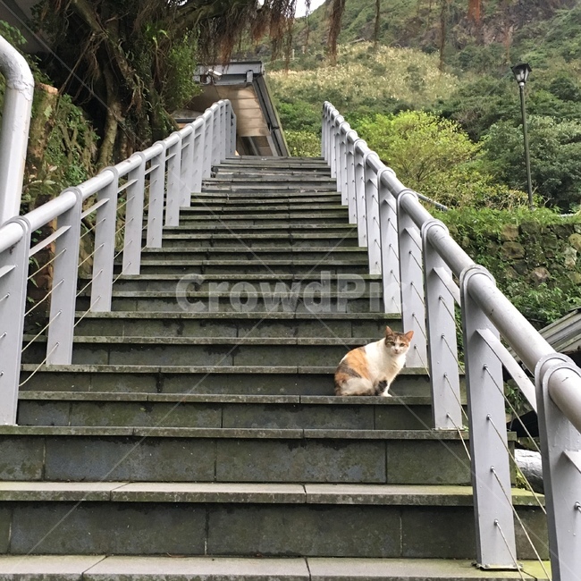 고양이,야옹이,길고양이,계단위고양이,계단,앉은고양이,seatedcat,cat,kitty,stair,동물,animal,포유류,mammal,고양이,cat,kitten,kitty