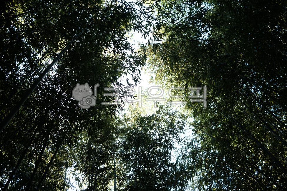 bamboo,forest,bamboo forest,Damyang,tree,Damyang attractions,Juknokwon