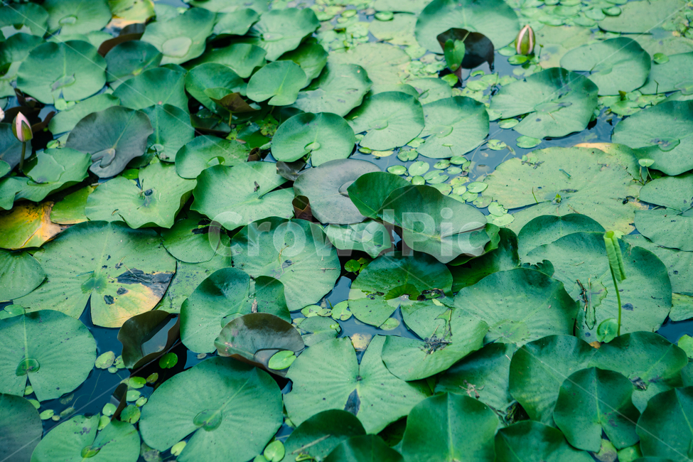연잎,늪지,연꽃,연근,개구리마을,연못,식물,자연,plants,nature