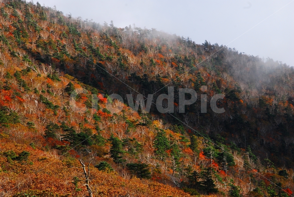 운해,가을,설악산,국립공원,단풍,시즌,계절,단풍잎,leaf,season,maple,시안,디자인,디자이너,출판,편집,책자,서적,사보,카다로그,콘텐츠,리플렛,브로셔,모바일,팝업,전단,광고,색감,칼라풀,아름다운,뷰티풀,beautiful,sns,ebook,웹,마케팅,마켓팅,느낌,서정,나뭇,봉우리,능선,찬란한,화려한,mountain,autumn,fall,red,colorful,emotion,feeling,10월,그림같은,힐링,알록달록,울긋불긋,자연,식물,숲,산,명소,절경,산행,등산,관광,절정,빨강,노랑,초록,가을산,골짜기,가을,계절,fall,autumn,season,자연,풍경,nature,landscape,한국자연풍경,한국자연경관,korea nature landscape,tree,나무,plant,outdoors,옥외