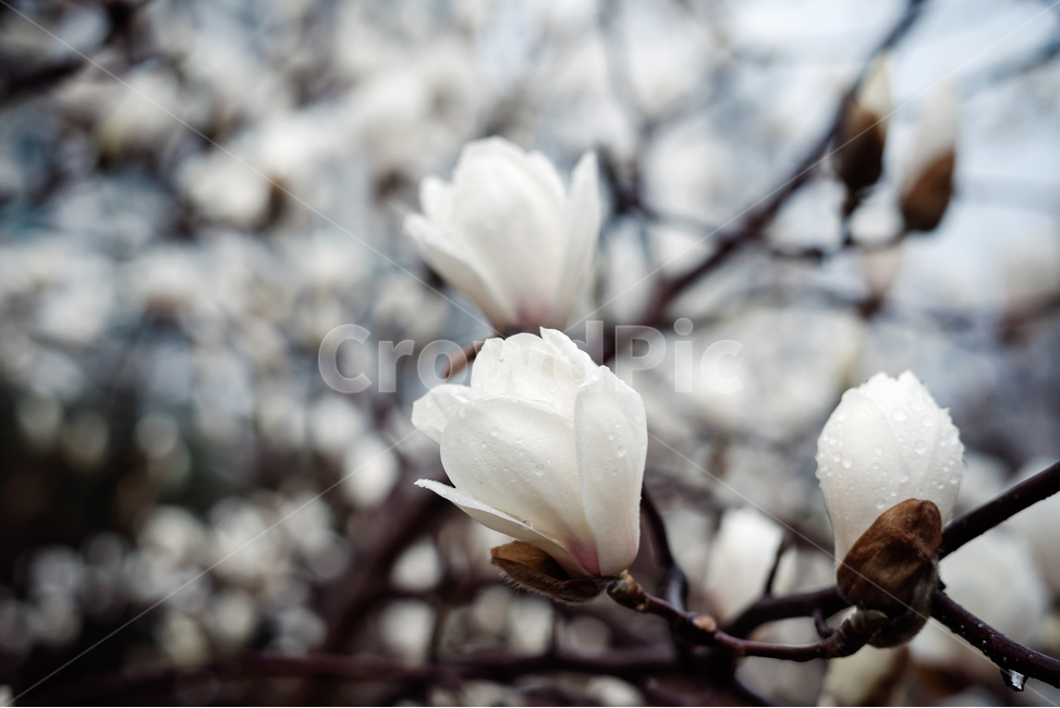 spring flowers,magnolia,flower bud,pure,flower
