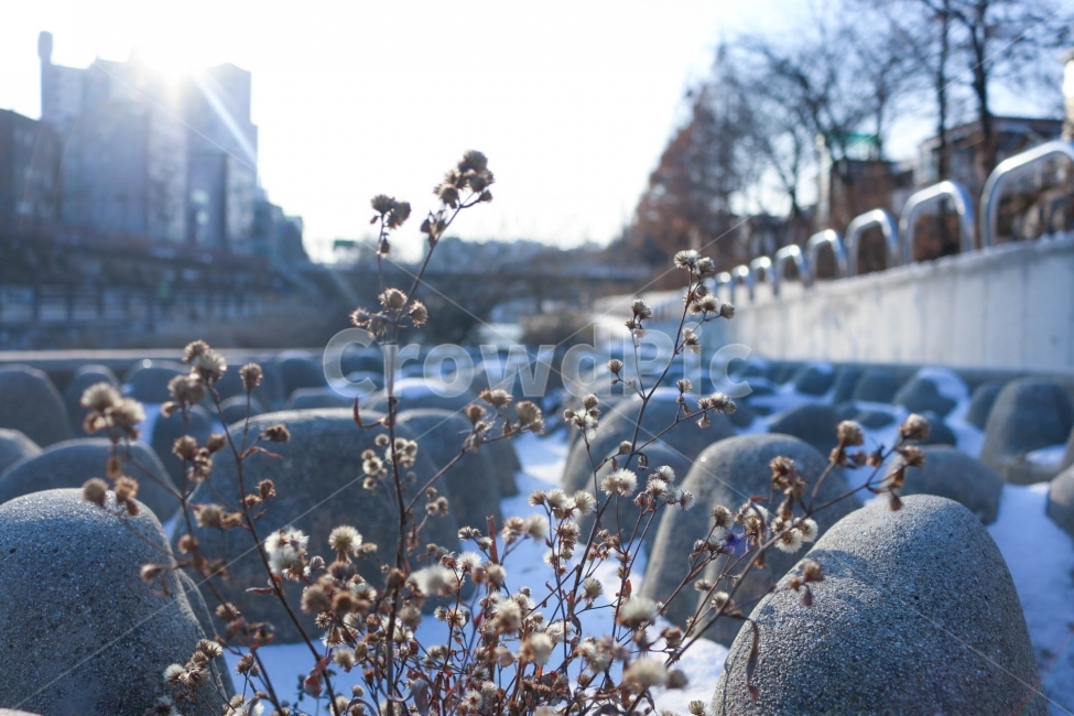 겨울,눈,설경,풍경,자연,인동,잡초,겨울을버티다,겨울,계절,winter,season,식물,자연,plants,nature