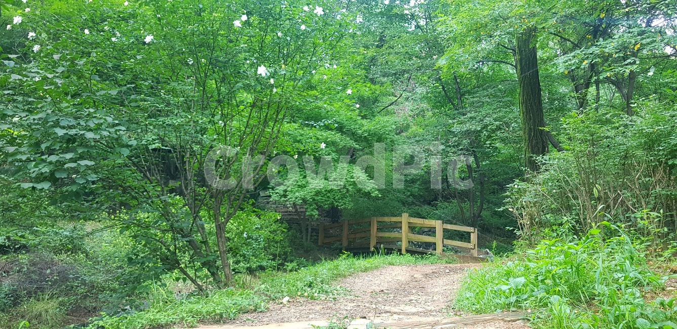 야외풍경,여름산,여름배경,산책길,자연풍경,비온뒤산,자연
