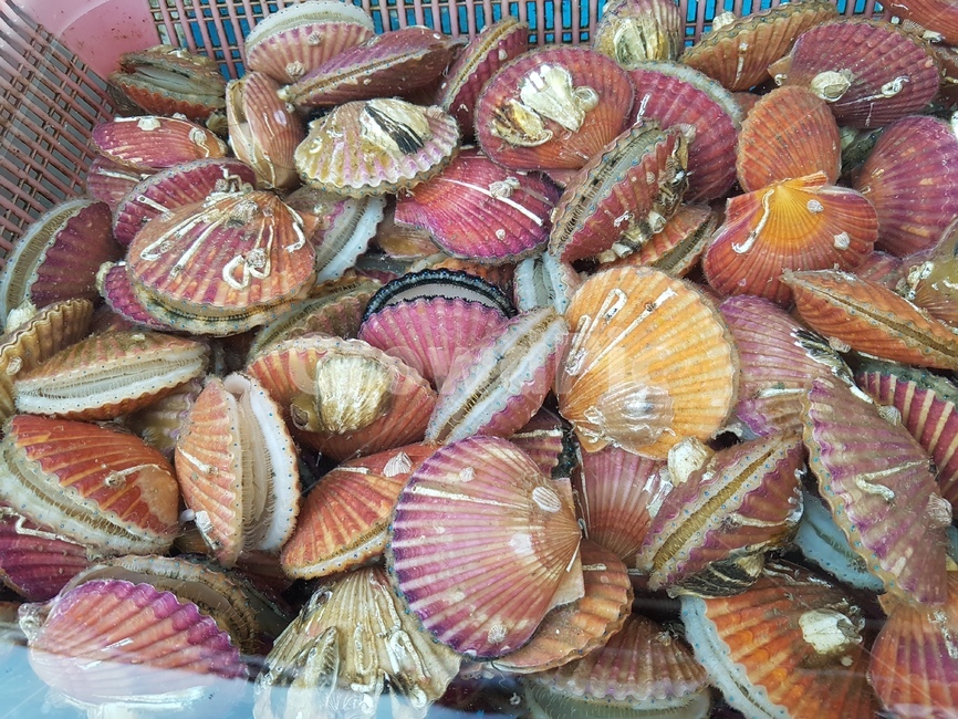 조개,단풍조개,가을,단풍색,단풍색조개,시장,마트,마켓,market,mart,market place,음식,식재료,요리,food,cook,meal,dishes,food reserves,수산물,해산물,fishery products,seafood