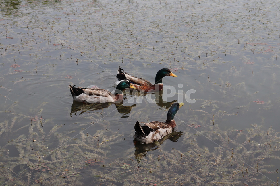 청둥오리,bird,새,duck,오리,animal,동물,물새,오리가족,조류,새,birds