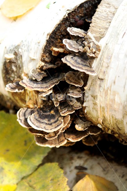버섯,식물,산,자연,나무,이끼,나무결,접사,그늘,낙엽,가을,버섯,mushroom