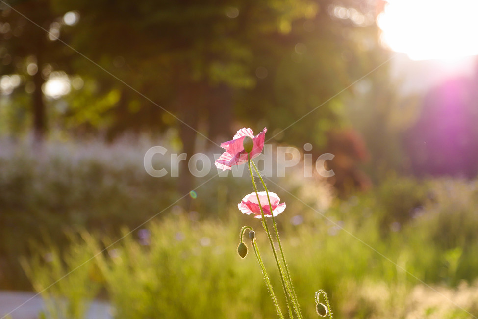 봄,봄날,봄꽃,꽃,양귀비,역광,아름다운,예쁜,배경,식물,해질녘,spring,flowers,sunset,beautiful