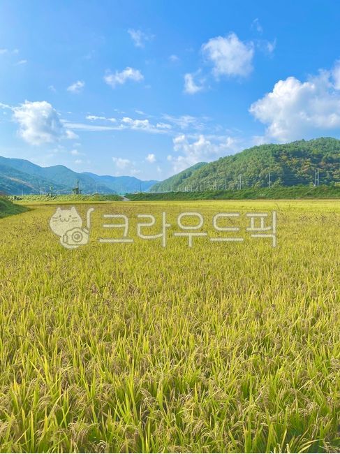nature, 자연, field, 들, 들판, 사진,이미지,일러스트,캘리그라피 - celua작가