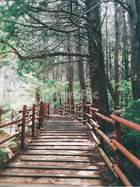 등산로,등산,산책,산책로,나무,길,숲