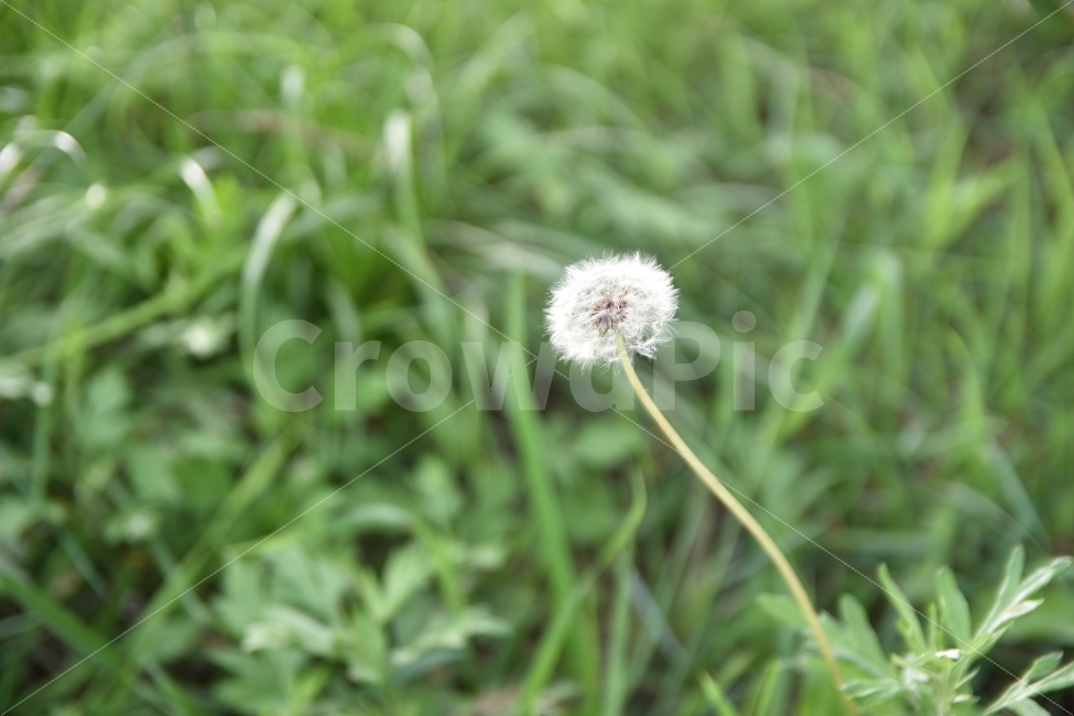 민들레,민들레홀씨,감성사진,감성,여름,자연,니콘,식물,자연,plants,nature,꽃,flower
