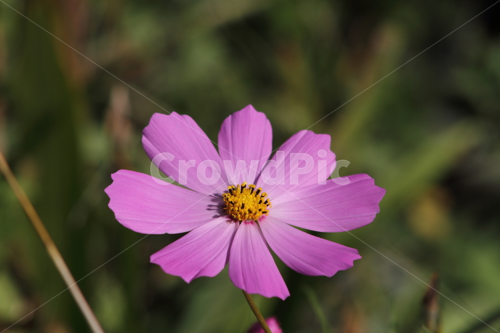 코스모스,꽃,식물,가을꽃,cosmos,가을,계절,fall,autumn,season,식물,자연,plants,nature,꽃,flower,plant