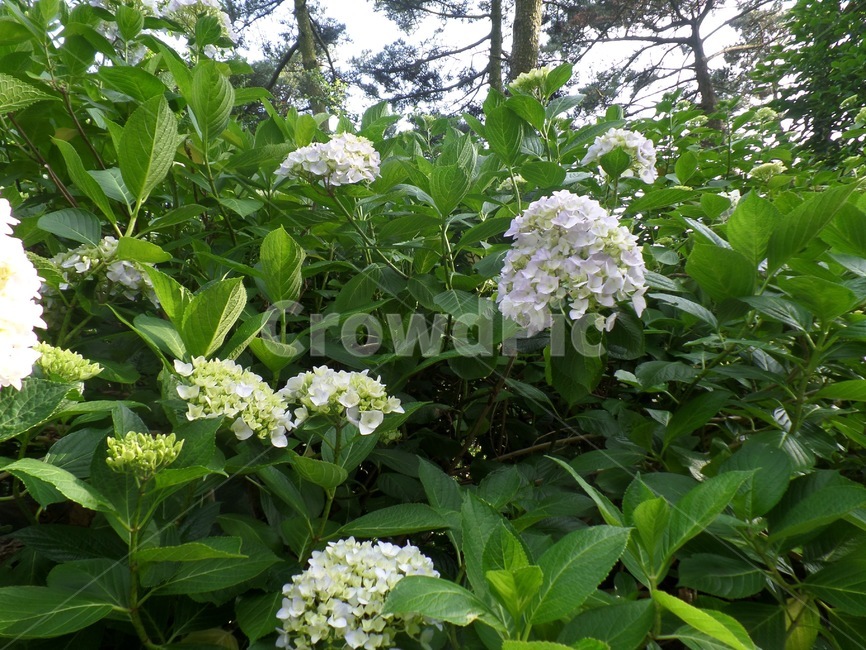 수국,여름꽃,비꽃,부산,태종대