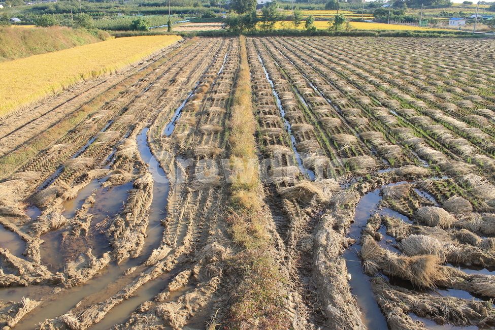 자연,논,추수,가을,가을추수,볏단,볏짚,nature,harvest,ricesheaf,sheafofrice,ricefield,ricepaddy,autumn,fall,가을,계절,fall,autumn,season,농업,농사,agriculture,farming,farming industry,soil,흙,ground,바닥,outdoors,옥외,land,땅