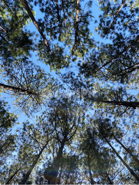 숲,나무,하늘,파란,나뭇잎,식물,휴식,풍경,힐링,tree,nature,healing,outdoors