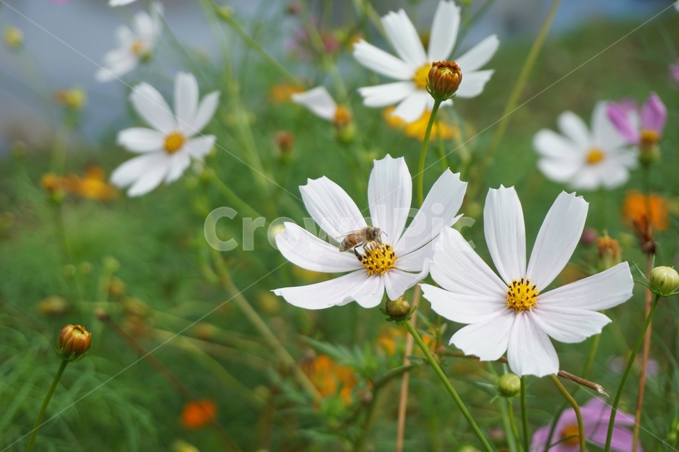코스모스,흰,white,bee,자연환경,nature,가을,초가을,fall,autumn,식물,plant,초록,green,하얀꽃,차분한,조용한,원예,화훼,자연,자연친화적인,ecofriendly,꿀벌,수풀,프로폴리스,propolis,낭충봉아부패병,양봉농가,양봉,pollen,생태계,식물,자연,plants,nature,꽃,flower,곤충,벌레,insect,bug