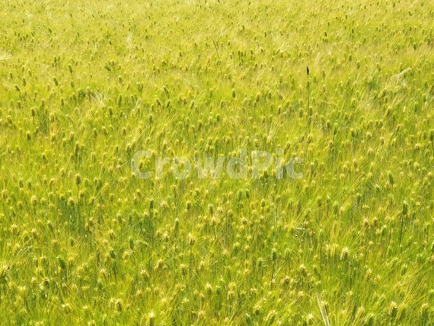 보리,곡식,봄,낮,초록