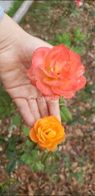 rose,장미,flower,꽃,손,여자손,로즈,공원,가을,장미정원,식물,자연,plants,nature,꽃,flower