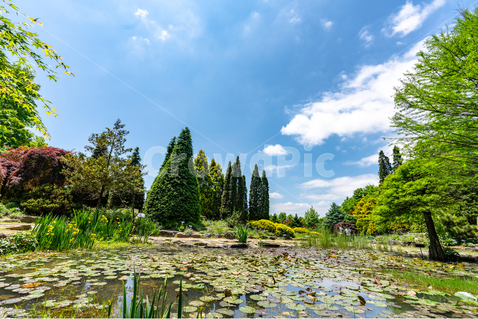 맑음,하늘,나무,푸르름,공원,숲,sky,tree,park,foreset,연못,자연,풍경,nature,landscape,land,땅,outdoors,옥외,plant,식물,water,물,fir,전나무