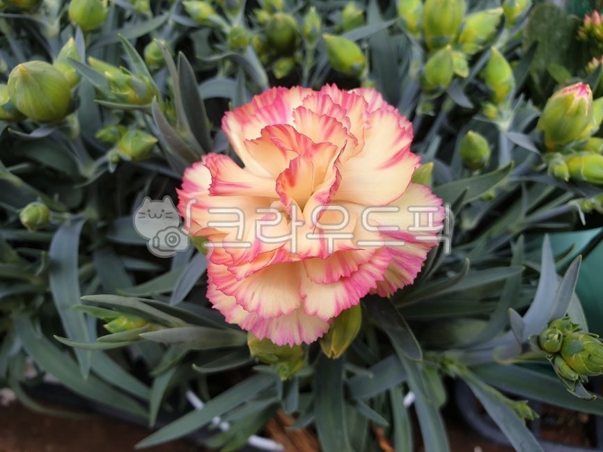 carnation,꽃,rose,장미,flower,카네이션