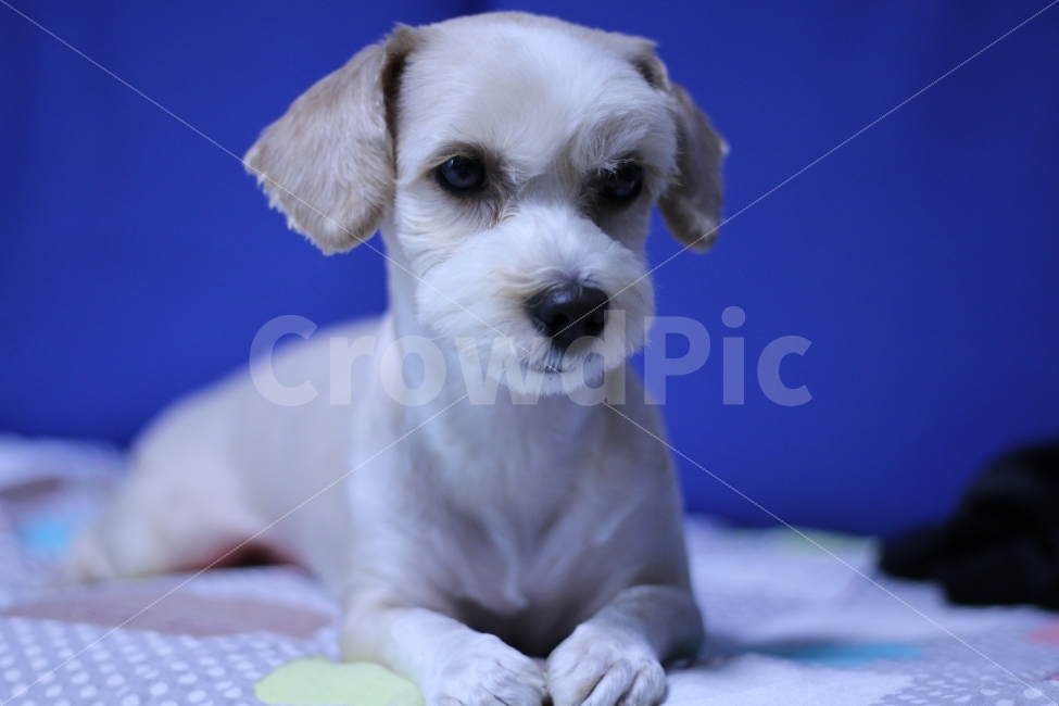 강아지,개,동물,dog,puppy,동물,animal,포유류,mammal