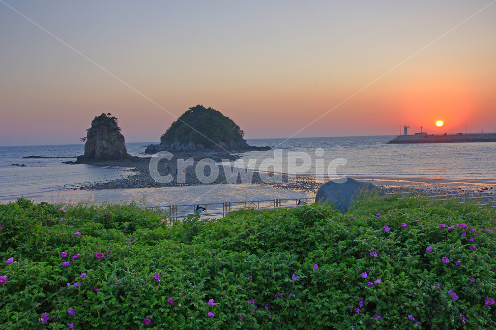 꽃지해변,해당화,안면도,바다,일몰,자연,풍경,nature,landscape,한국자연풍경,한국자연경관,korea nature landscape,outdoors,옥외,land,땅