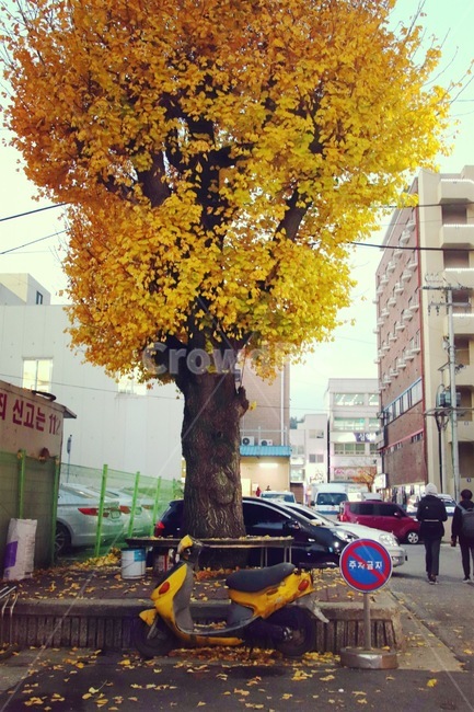 사람,human,나무,machine,기계,person,단풍,은향나무,노랑색