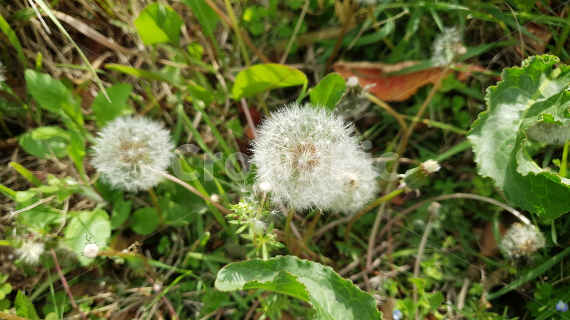 작은꽃,야생황,주변,흔한,small,flower,접사,mirco,매크로