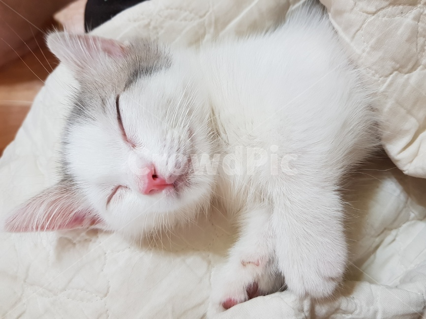 먼치킨,고양이,cat,고양이잠자는모습,야옹이,동물,animal,포유류,mammal,고양이,cat,kitten,kitty