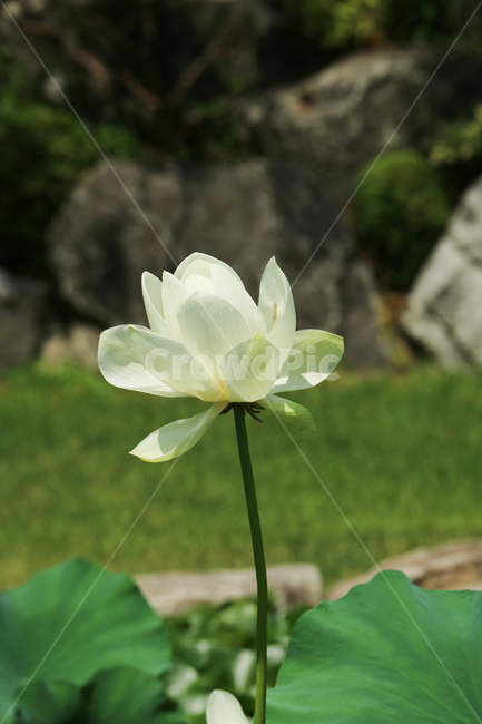 백련,연꽃,수련,꽃,흰꽃,하얀꽃,식물,수생식물,꽃송이,꽃봉오리,잎,잎사귀,계절,여름,자연,식물,자연,plants,nature,꽃,flower