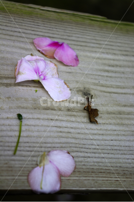 꽃,flower,plant,color,꽃잎,식물,자연,plants,nature,꽃,flower